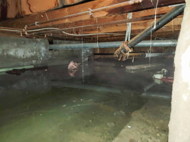 Best Flood restoration services  in Medford, MN